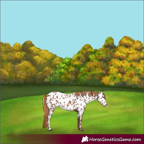 Horse Color:Chestnut Appaloosa 