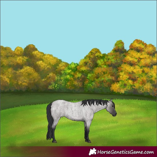 Horse Color:Grullo Roan Rabicano