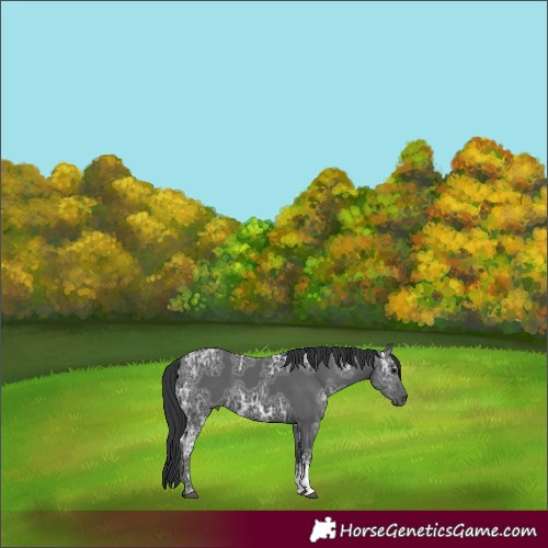 Horse Color:Black Ice Sabino 