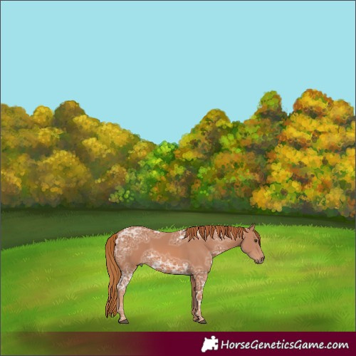 Horse Color:Chestnut Ice