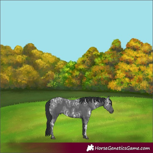 Horse Color:Black Ice