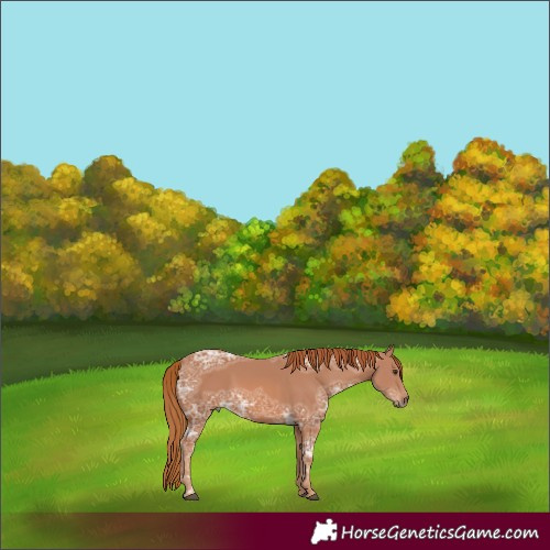 Horse Color:Chestnut Ice