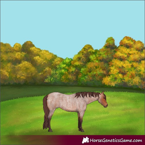 Horse Color:Chocolate Bay Roan 