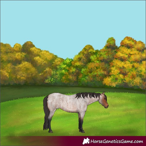 Horse Color:Bay Roan 