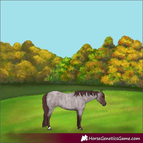 Horse Color:Chocolate Blue Roan 