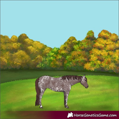 Horse Color:Chocolate Black Ice