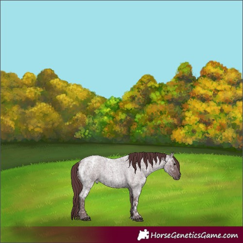 Horse Color:Chocolate Blue Ice Roan