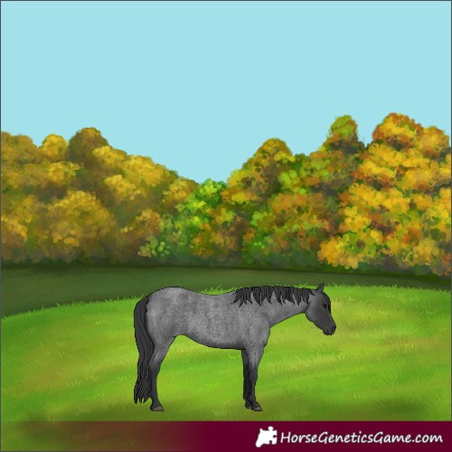 Horse Color:Blue Roan