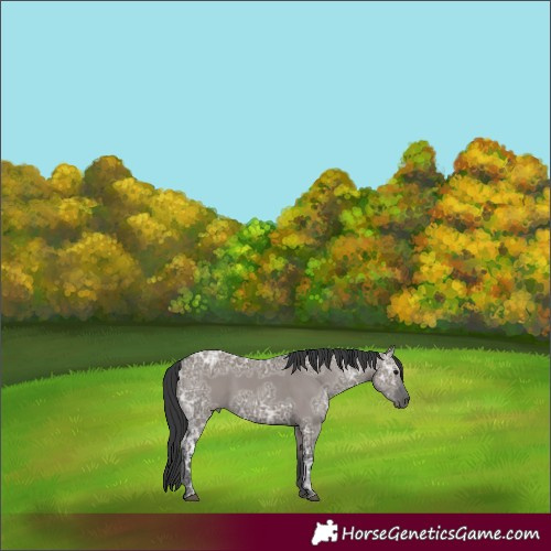 Horse Color:Grullo Ice 
