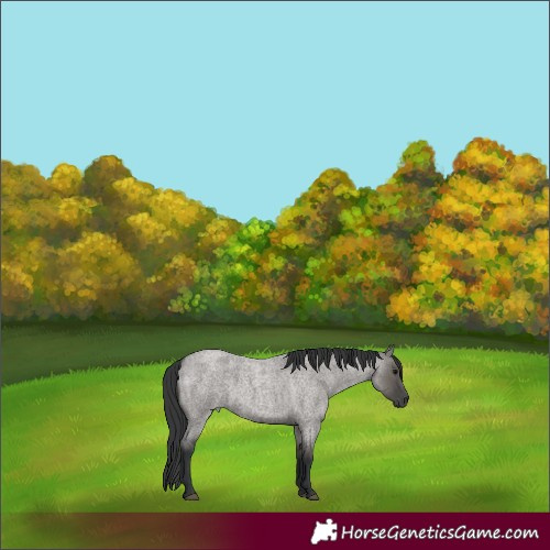 Horse Color:Grullo Roan 