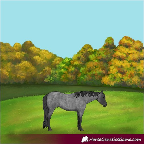 Horse Color:Blue Roan