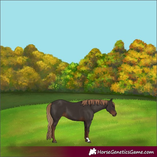 Horse Color:Liver Chestnut 