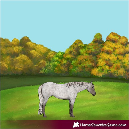 Horse Color:Silver Blue Roan