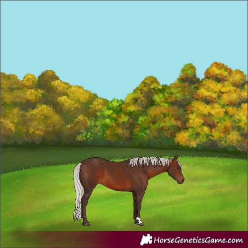 Horse Color:Silver Brown