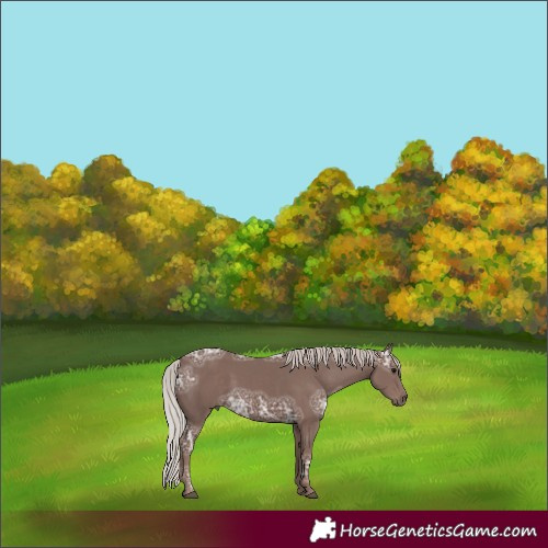 Horse Color:Silver Black Ice 