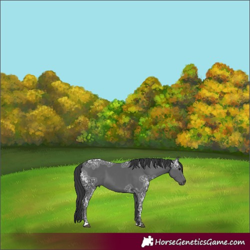 Horse Color:Black Ice