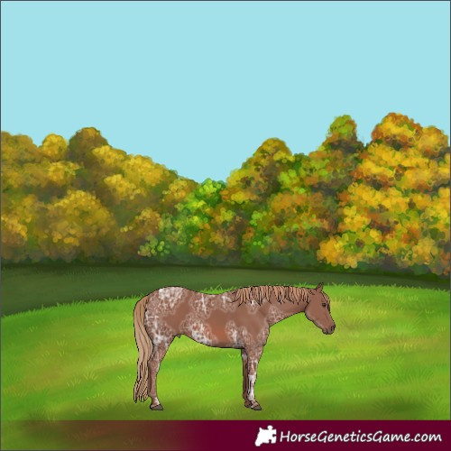 Horse Color:Chestnut Ice