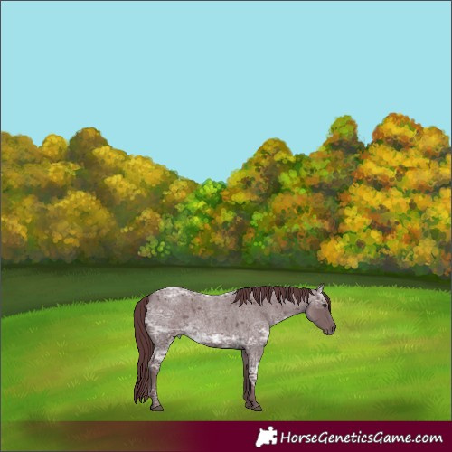 Horse Color:Chocolate Blue Ice Roan