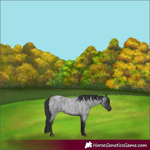 Horse Color:Blue Roan Rabicano