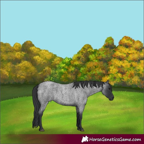 Horse Color:Blue Roan 