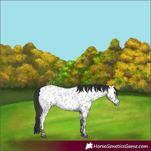 Horse Color:Blue Ice Roan Appaloosa 