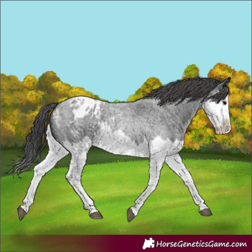 Horse Color:Blue Roan Splash Blanket 