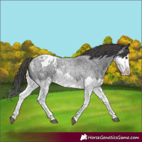 Horse Color:Blue Roan Splash Blanket