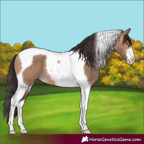Horse Color:Bay Dun Tobiano 