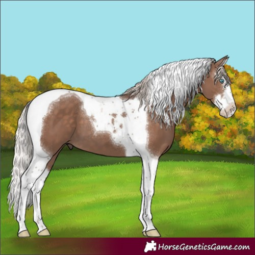 Horse Color:Silver Black Splash Tobiano 