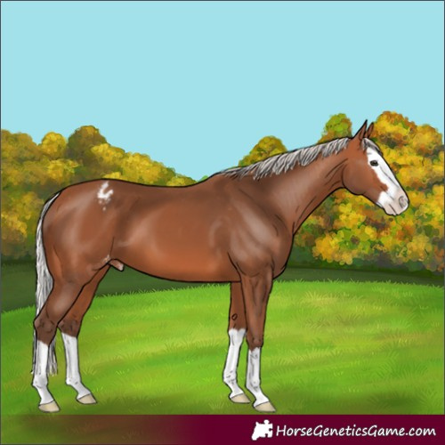 Horse Color:Silver Bay Splash Varnish