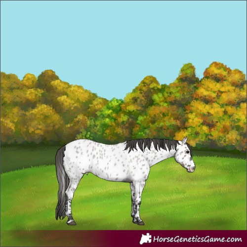 Horse Color:Grullo Roan Appaloosa
