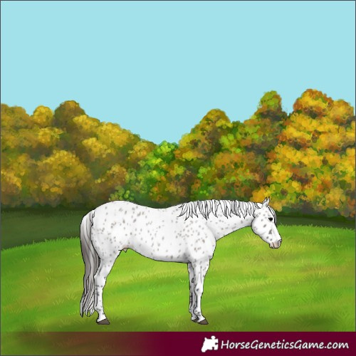 Horse Color:Grullo Roan Appaloosa