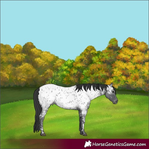 Horse Color:Blue Ice Roan Near Leopard