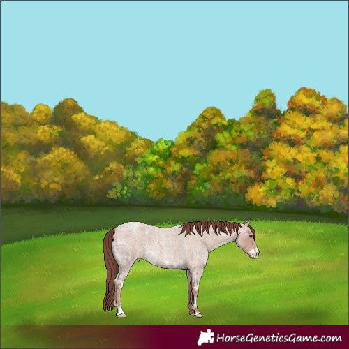 Horse Color:Chocolate Classic Champagne Ice Roan Sabino