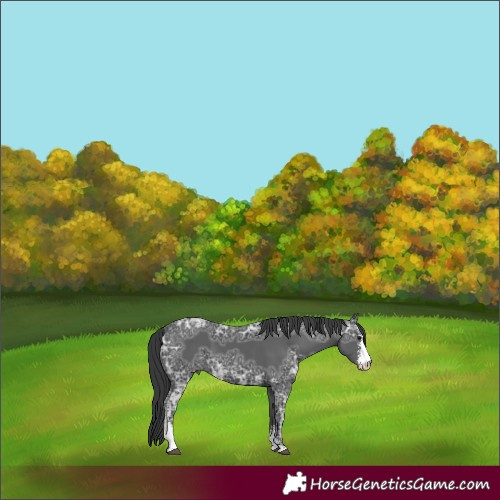 Horse Color:Black Ice Sabino
