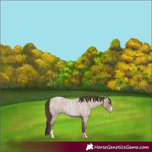 Horse Color:Classic Champagne Roan Sabino 