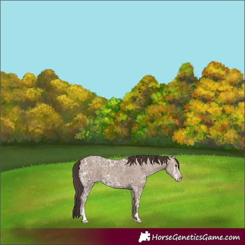 Horse Color:Classic Champagne Ice Sabino 