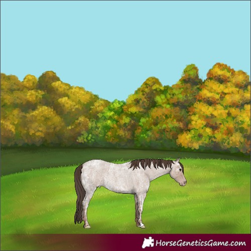 Horse Color:Classic Champagne Ice Roan