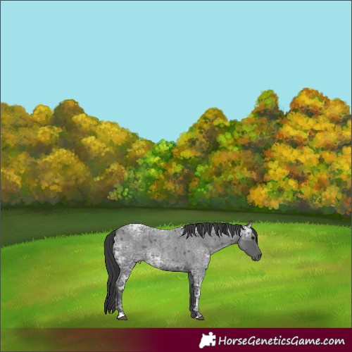 Horse Color:Blue Ice Roan