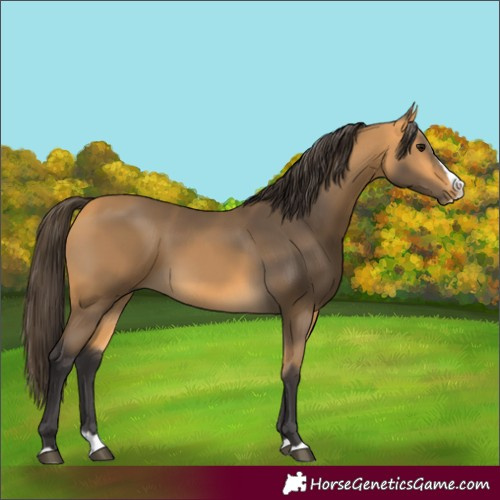 Horse Color:Buckskin Splash 