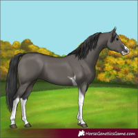 Horse Color:Grullo Splash Tobiano
