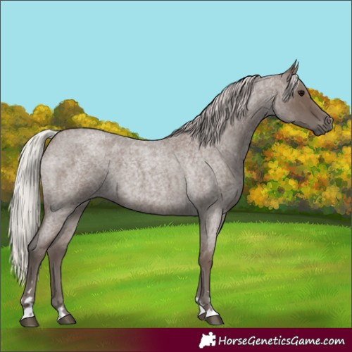 Horse Color:Silver Blue Roan