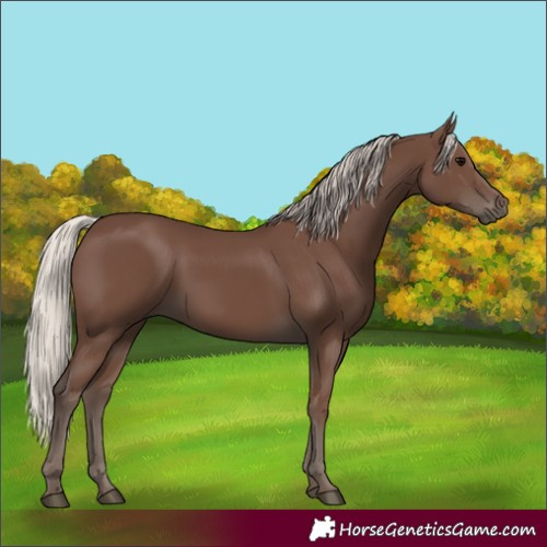 Horse Color:Silver Black