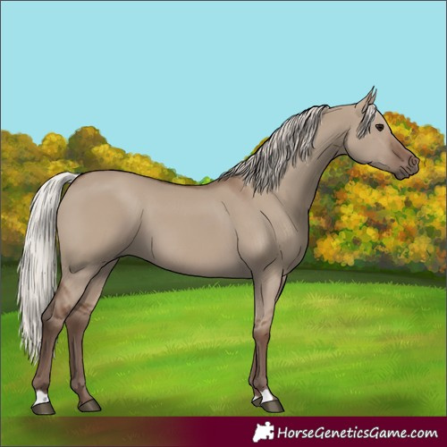 Horse Color:Silver Grullo