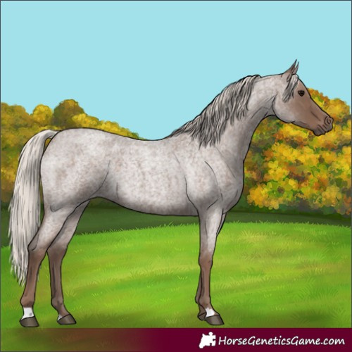 Horse Color:Silver Blue Roan