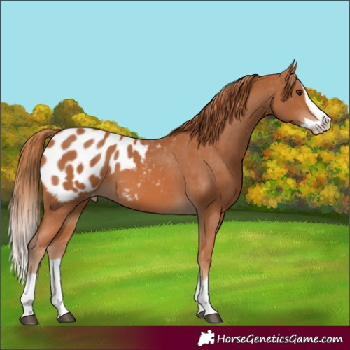 Horse Color:Chestnut Splash Blanket