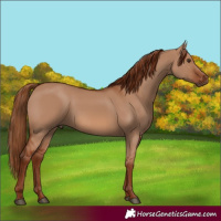 Horse Color:Red Dun