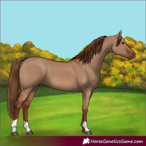 Horse Color:Red Dun