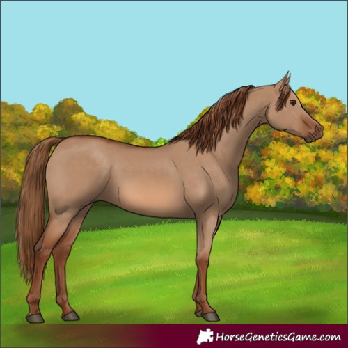 Horse Color:Red Dun