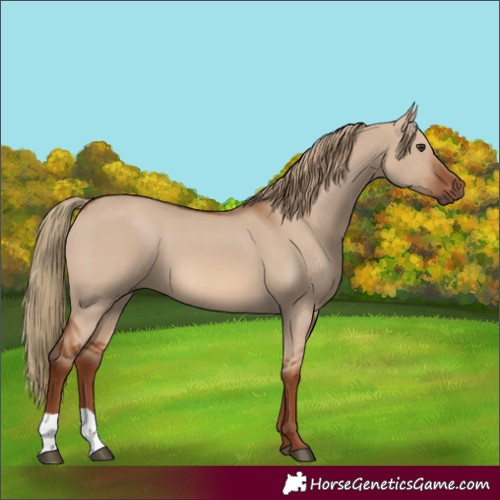 Horse Color:Red Dun 